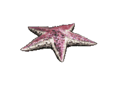 海星 遊戲圖示